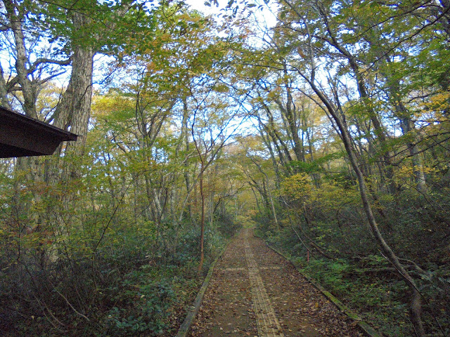 大山森の遊歩道