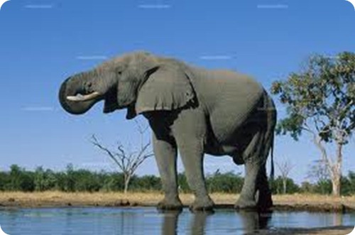 elefante asiatico9