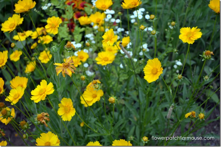 coreopsis