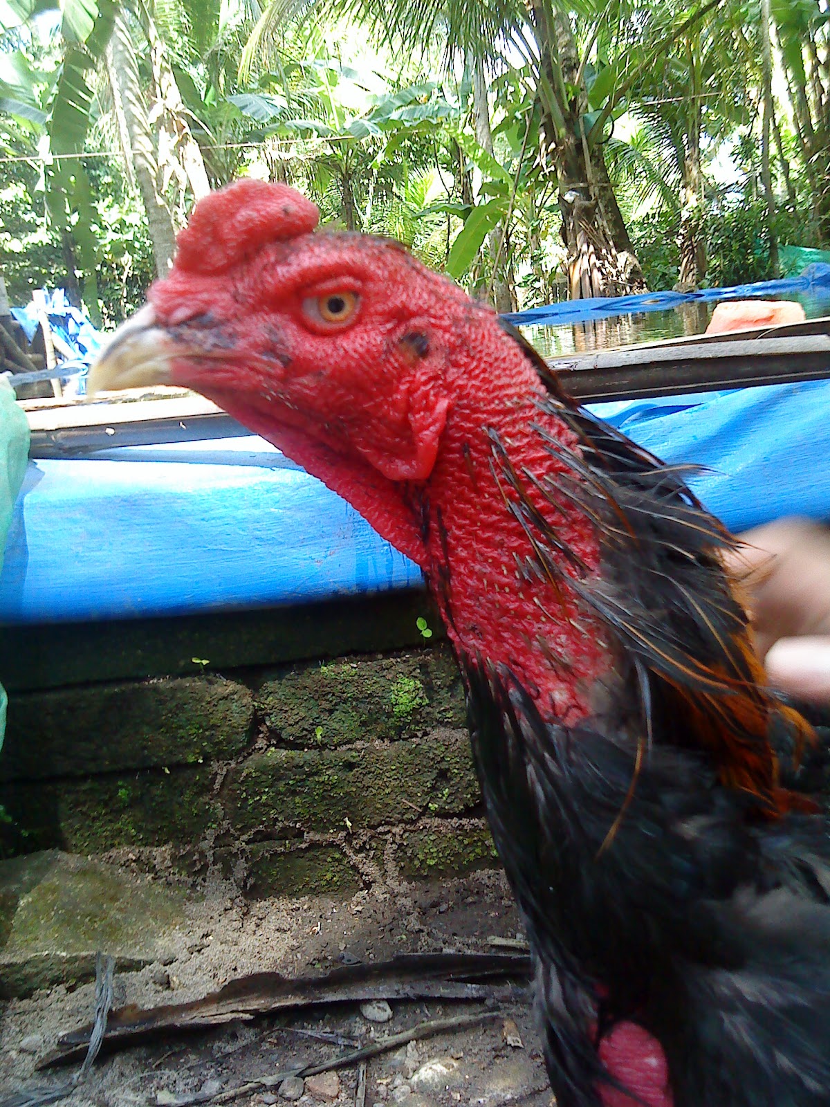 Galeri Gambar Lucu Ayam Bangkok Kolektor Lucu