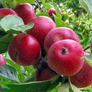 http://treesandplants.co.uk/categories/Fruit-Bushes/