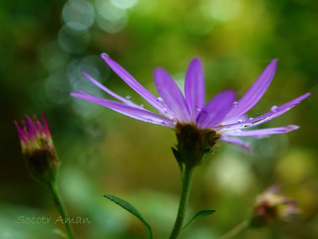 Aster yomena