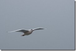 1031d - Gull