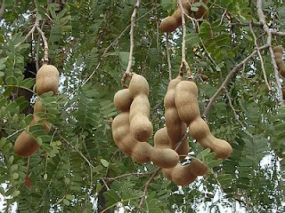 Cara Budidaya Asam Jawa