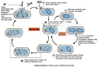 Perbedaan Siklus Litik dan Lisogenik Sebuah Virus Perbedaan Siklus Litik dan Lisogenik Pada Fase Reproduksi Virus