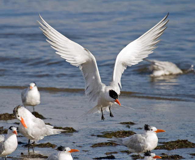 Royal Tern