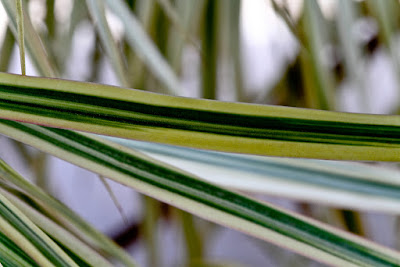 Em Campo Magro (Paraná, Brasil), by Guillermo Aldaya / PhotoConversa