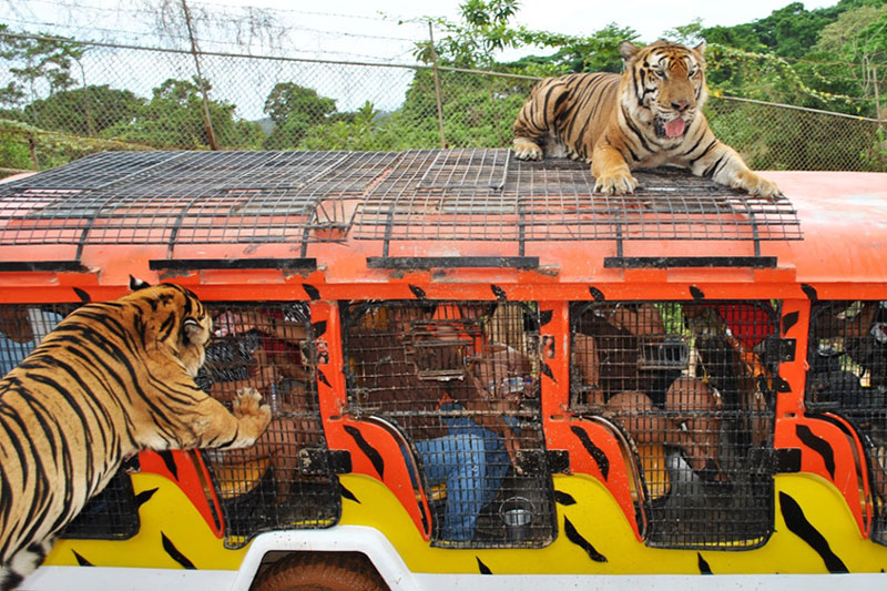 Jungle Safari in Zambales