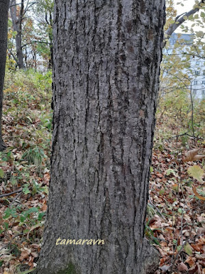 Липа амурская (Tilia amurensis)