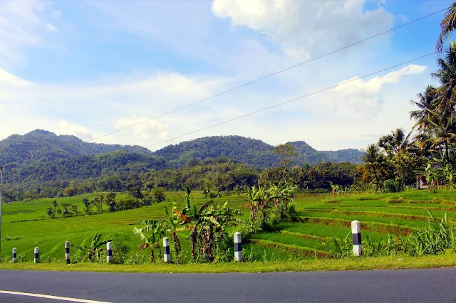 Keindahan Persawahan Watumurah, Pendoworejo, Girimulyo Kulon Progo