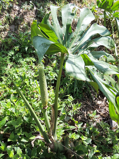 Monstera deliciosa