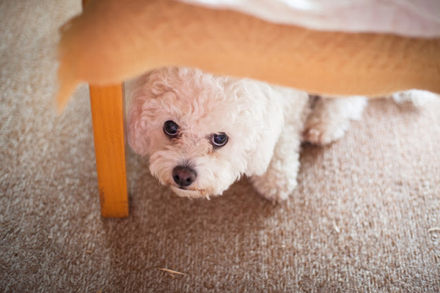 How to do desensitization and counter-conditioning to help fearful dogs like this little Maltese hiding under the bed