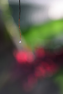 dew drop on end of plant stem with colorful bokeh