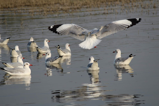 Bird watching, Bhigwan, Flamingo, Storks, Herons, Bird Sanctuary, Bhigwan Bird Sanctuar