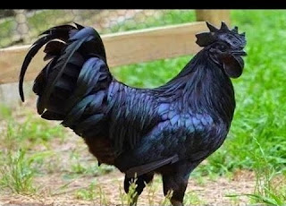 Kadaknath Chicken Eggs, Benefits, Facts, Price