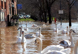 Cisnes