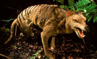 Harimau Tasmania Thylacinus cynocephalus Fauna Nusantara