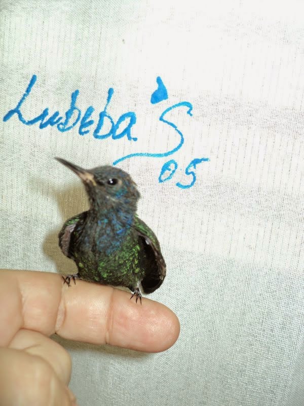 Lubeba's