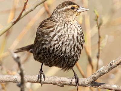 One thing that I have been seeing more of this year are female redwinged 