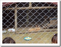 passeio-ao-zoo-vale-dos-bicho (5)
