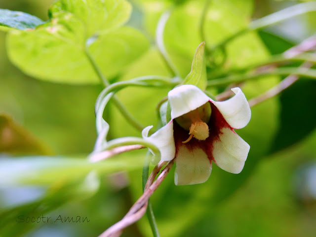 Campanumoea javanica