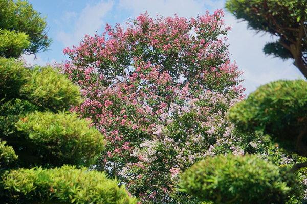 台灣銘園庭園美術館紫薇花季，全台最大紫薇花園，古樹奇石庭園