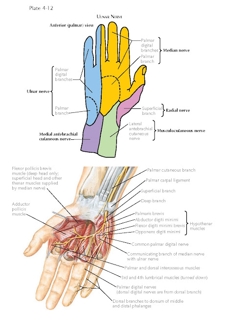 INNERVATION OF THE HAND