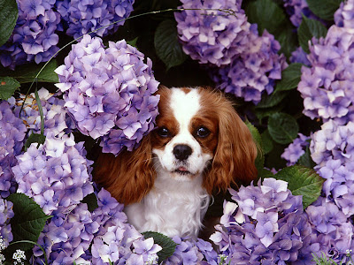 King Charles Spaniel