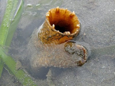 Geoducks 5 Worlds Most Strange Species   Geoducks !