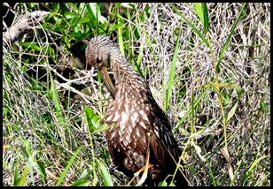 07c - Limpkin