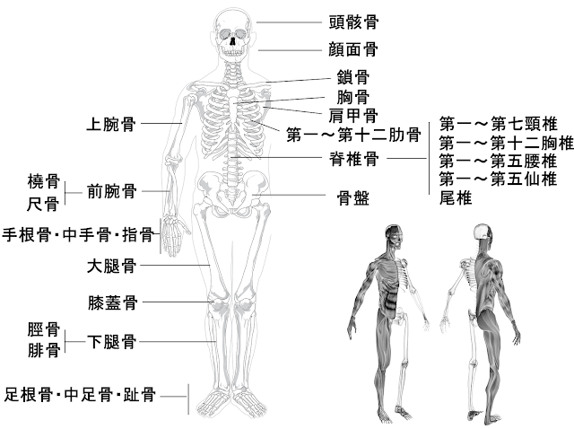 人間の骨格名称 骨の名前 読み方 主たる関節の構造と周辺筋肉の鍛え方 武器屋 Net Blog