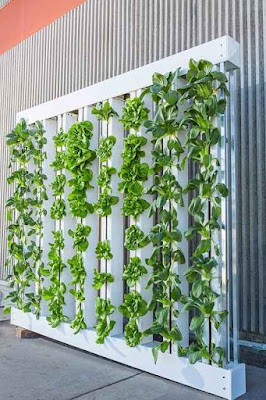 Vertical Farming green wall