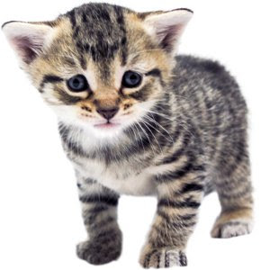 how old is my cat in human years? A comprehensive guide