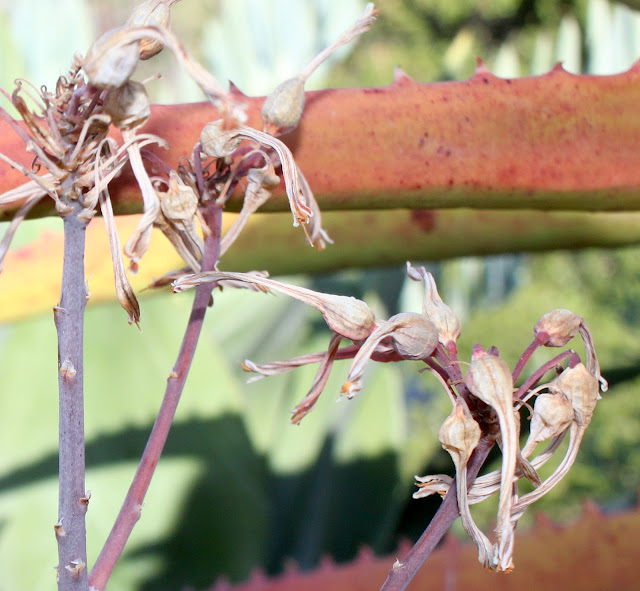 Aloe chabaudii seed pods