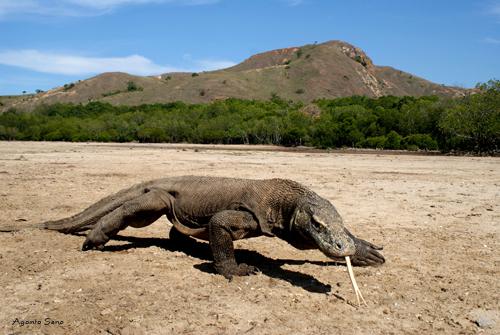 Hanya Komodo Kadal Terbesar di Dunia Saat ini