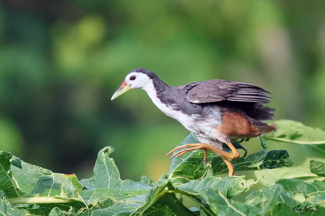 White-breasted Waterhen on Papaya leaf lamina