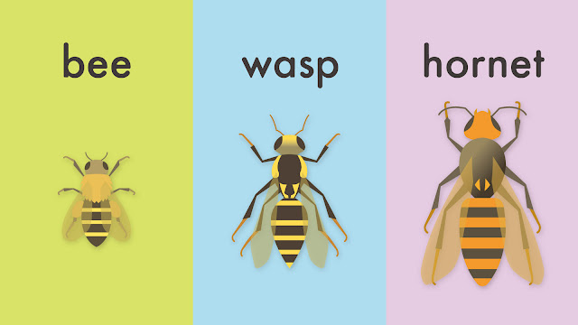 bee と wasp と hornet の違い