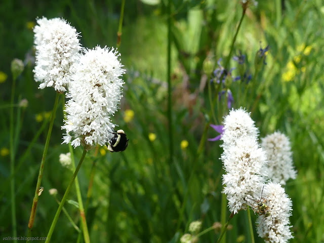 129: bumble bee butt