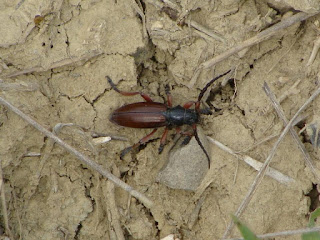 Dorcadion (Carinatodorcadion) fulvum DSC79170