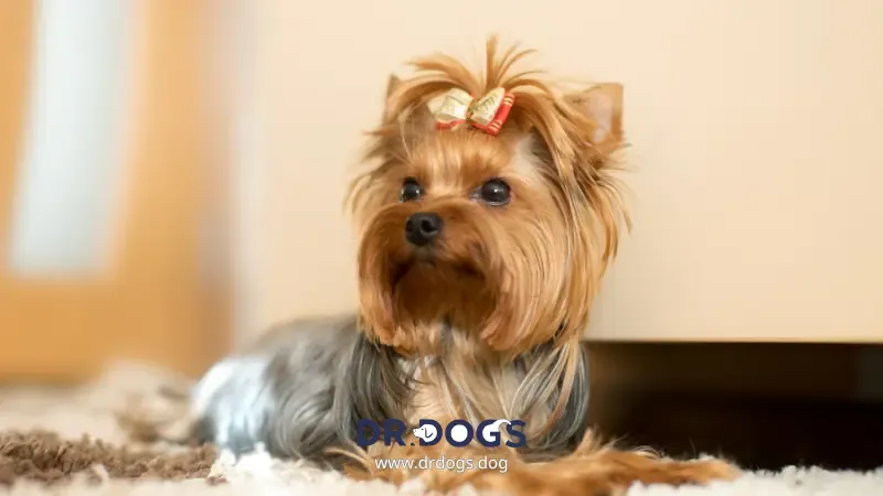 Yorkshire Terrier: Tiny Elegance and Big Personality