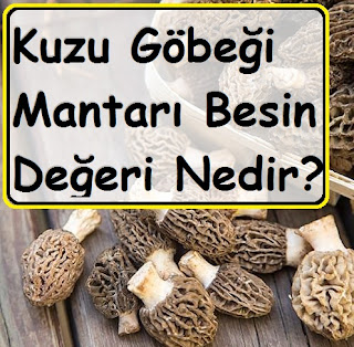 Kuzu Göbeği Mantarı Besin Değeri