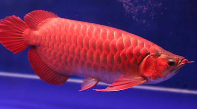 Kisaran Harga Ikan Arwana Super Red Berbagai Ukuran