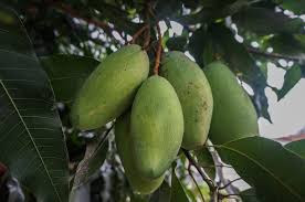 15 Uses Of Mango Tree In Hindi Language-आम का पेड़