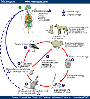 PARASITOLOGI | Nur Inayah R_TI-Kelas B_112110101162