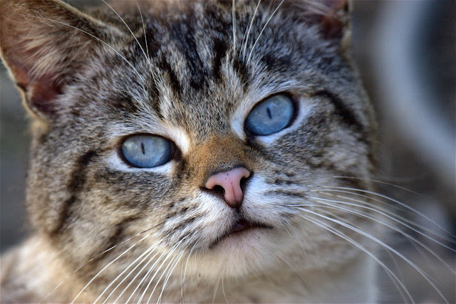 Frankie Cat Old Blue Eyes portrait