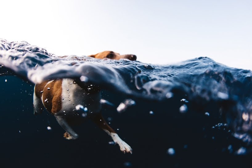 La magia del océano capturada en estas magnificas fotografías