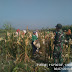 Babinsa Kepuharum Koramil 0815/13 Kutorejo Dampingi Petani Panen Jagung