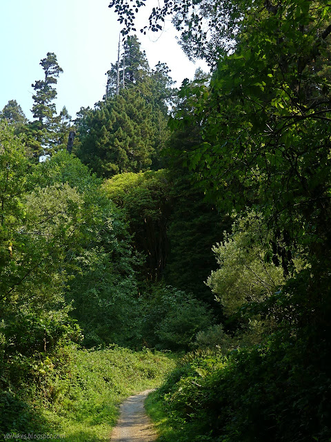 blackberries lining the trail at a distance