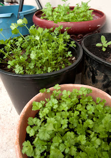 Cilantro 31 days after seeding (foreground and background pots)