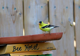 american gold finch